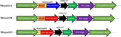 Improved Production of Xylanase in Pichia pastoris and Its Application in Xylose Production From Xylan